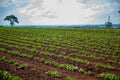 Peanut Plantation field bean Royalty Free Stock Photo