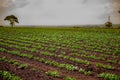 Peanut Plantation field bean Royalty Free Stock Photo