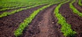 Peanut Plantation field bean Royalty Free Stock Photo