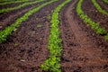 Peanut Plantation field bean Royalty Free Stock Photo