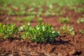 Peanut Plantation field bean Royalty Free Stock Photo