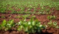 Peanut Plantation field bean Royalty Free Stock Photo