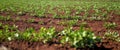 Peanut Plantation field bean Royalty Free Stock Photo