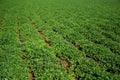 Peanut plantation field crop Royalty Free Stock Photo