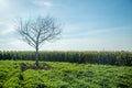 Peanut plantation tree corn Royalty Free Stock Photo