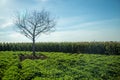 Peanut plantation tree corn Royalty Free Stock Photo