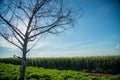 Peanut plantation tree corn Royalty Free Stock Photo