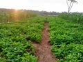 peanut plants and crystal corn