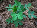 Peanut plants