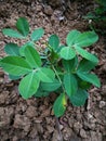 Peanut plants