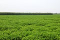peanut plants in the fields Royalty Free Stock Photo