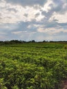 Peanut Plants In The Fields With a Beautiful Sky Royalty Free Stock Photo