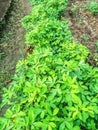 peanut plants that grow well in the garden Royalty Free Stock Photo