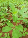 peanut plants that grow well in the yard of the house Royalty Free Stock Photo