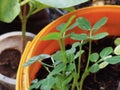 peanut plants planted in pots Royalty Free Stock Photo