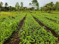 peanut plants that are only 3 weeks old