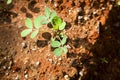 Peanut seedling Royalty Free Stock Photo