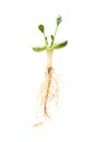 Peanut seedling Royalty Free Stock Photo