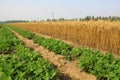 Peanut seedling and mature wheat Royalty Free Stock Photo