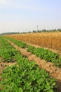 Peanut seedling and mature wheat Royalty Free Stock Photo