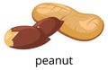 Peanut shell nut icon. Healthy raw snack