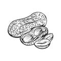 Peanut sketch engraving vector illustration