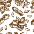 Peanut sketch illustration. Hand drawn beautiful set of groundnut.