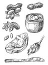 Peanut sketch illustration. Hand drawn beautiful set of groundnut.