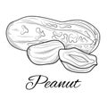 Peanut sketch. Nut.Coloring for children and adults.