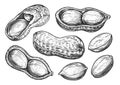 Peanut sketch set. Food concept. Nuts isolated. Hand drawn illustration