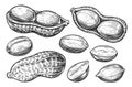 Peanut sketch set. Food nuts isolated. Hand drawn illustration