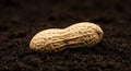 Peanut in soil. AI generated
