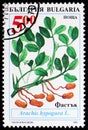 Peanut, Traditional agricultural plants in Bulgaria serie, circa 1995