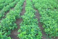 Peanut tree in agriculture field plantations Royalty Free Stock Photo
