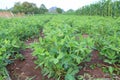Peanut tree in agriculture field plantations Royalty Free Stock Photo