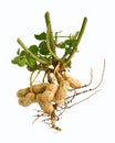 Peanut tree isolated on white background. Royalty Free Stock Photo