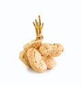 Peanut tree isolated on white background. Royalty Free Stock Photo
