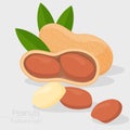 Peanut vector icon