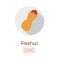 Peanut vector illustration