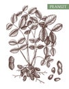 Peanut vector illustrations. Hand drawn plant with leaves, roots, nuts. Healthy food sketch. Organic vegetarian product. Perfect