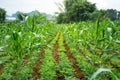 Peanut and watermelon field Royalty Free Stock Photo