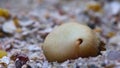 peanut worms lives in a hole at the base of the coral undersea