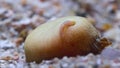 peanut worms lives in a hole at the base of the coral undersea