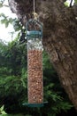 Peanuts in a bird feeder hanging from a tree in a garden Royalty Free Stock Photo