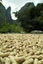 Peanuts drying