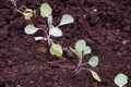 Peanut cultivation