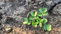 Peanuts are growing in the garden in the morning