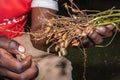 Peanuts growing on plant Arachis hypogaea being harvested, cleaned and ready to eat, Uganda Royalty Free Stock Photo