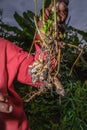 Peanuts growing on plant Arachis hypogaea being harvested, cleaned and ready to eat, Uganda Royalty Free Stock Photo