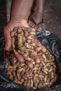 Peanuts growing on plant Arachis hypogaea being harvested, cleaned and ready to eat, Uganda Royalty Free Stock Photo